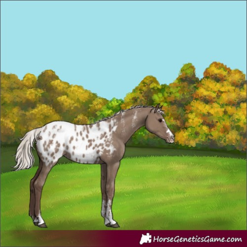 Horse Color:Powder White Silver Grullo Appaloosa Rabicano 