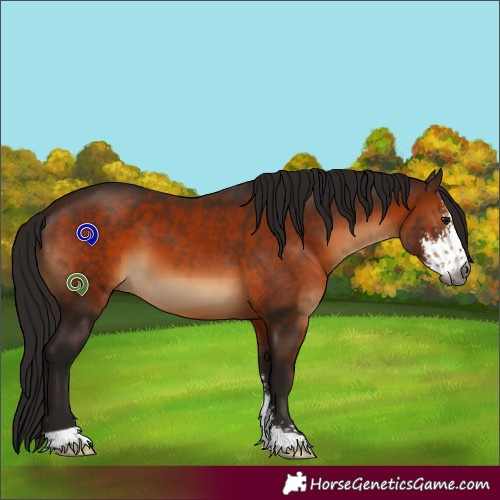 Horse Color:Gray Bay Sabino