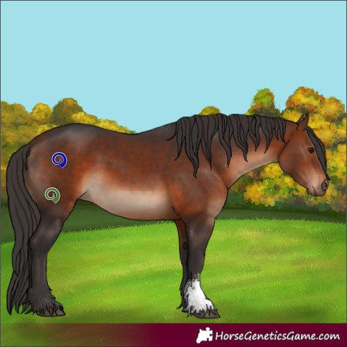 Horse Color:Bay Sabino 
