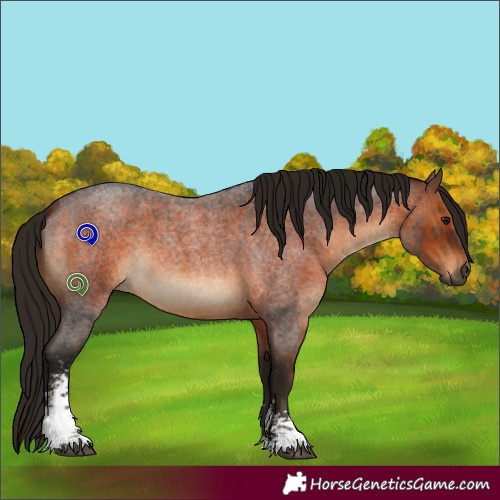Horse Color:Gray Bay Roan Sabino