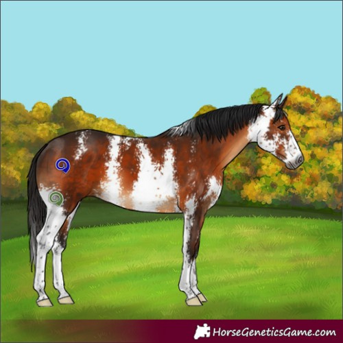 Horse Color:Gray Bay Sabino 