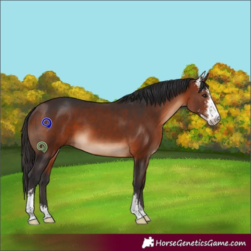 Horse Color:Bay Sabino 