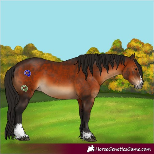 Horse Color:Gray Bay Sabino