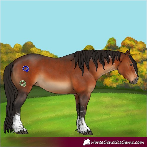 Horse Color:Gray Bay Sabino