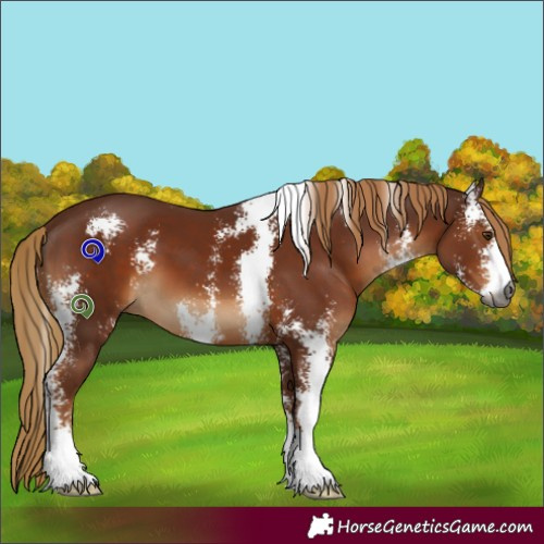 Horse Color:Gray Chestnut Sabino