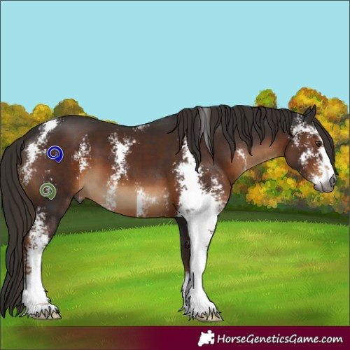 Horse Color:Gray Liver Chestnut Sabino 