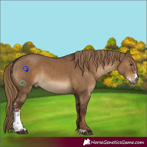 Horse Color:Gray Liver Red Dun Sabino