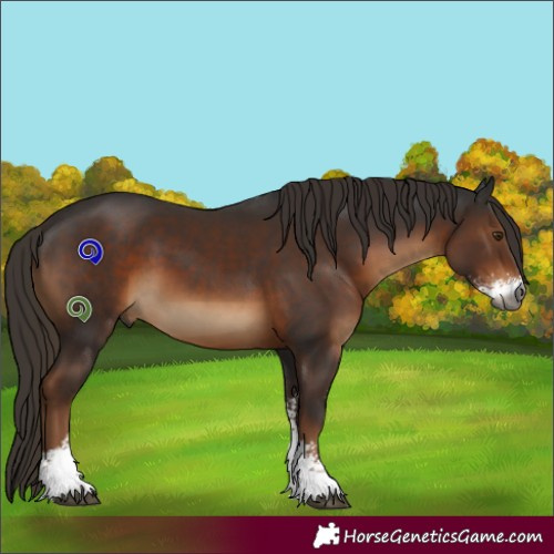 Horse Color:Gray Liver Chestnut Sabino