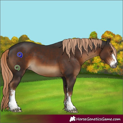 Horse Color:Gray Liver Chestnut Sabino
