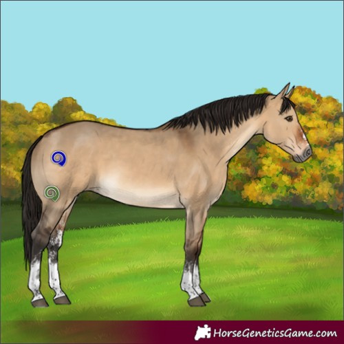 Horse Color:Gray Bay Dun Sabino
