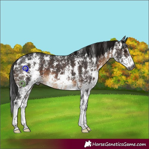 Horse Color:Gray Brown Sabino