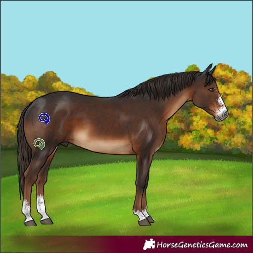Horse Color:Gray Liver Chestnut Sabino 