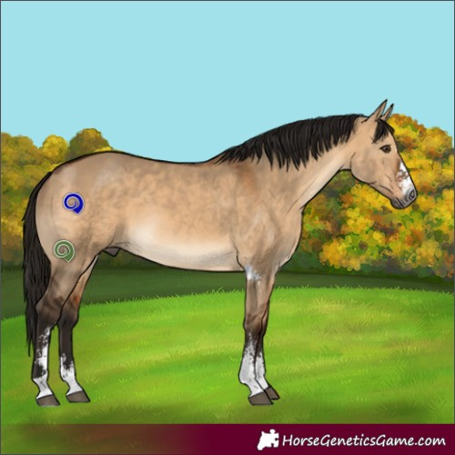 Horse Color:Gray Bay Dun Sabino 