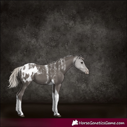 Horse Color:Powder White Silver Black Tobiano Blanket 