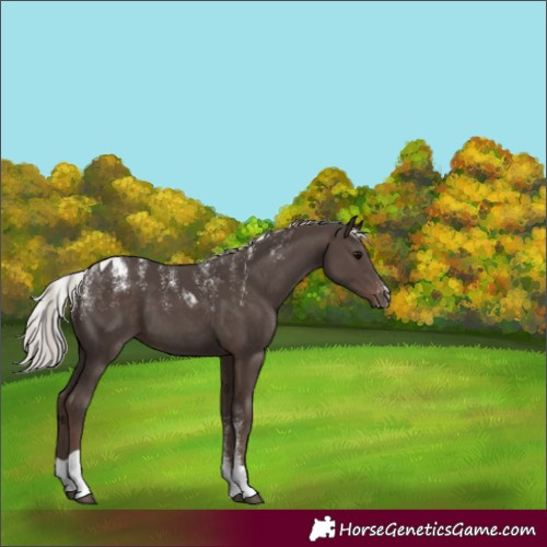 Horse Color:Powder White Silver Black Tobiano 