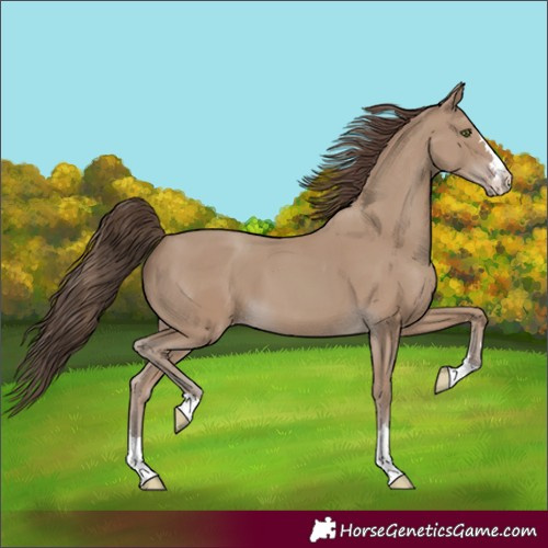 Horse Color:Classic Champagne 