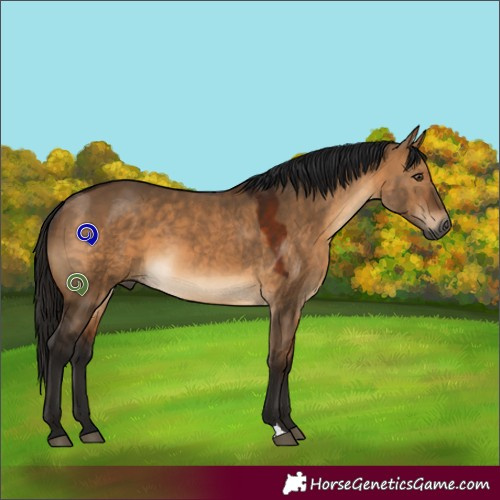 Horse Color:Gray Bay Dun