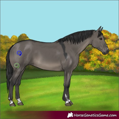 Horse Color:Grullo 