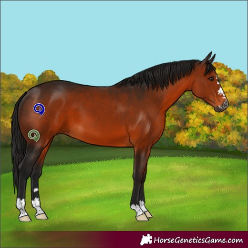 Horse Color:Gray Bay 