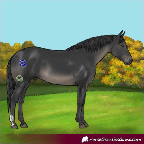 Horse Color:Black Sabino