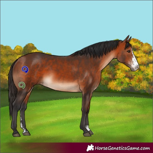 Horse Color:Bay Sabino