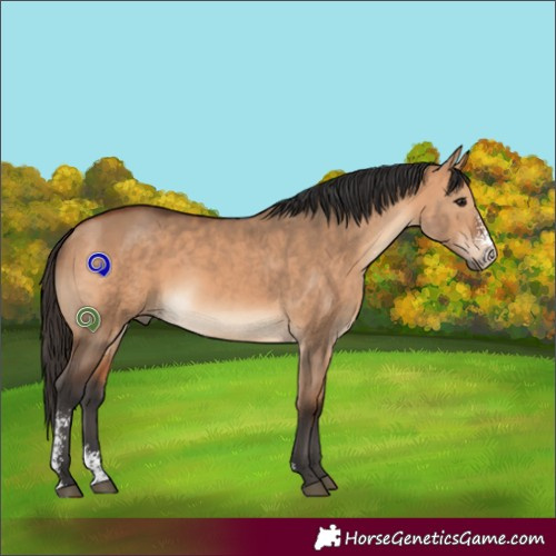 Horse Color:Bay Dun Sabino 