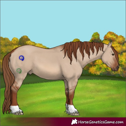 Horse Color:Red Dun 