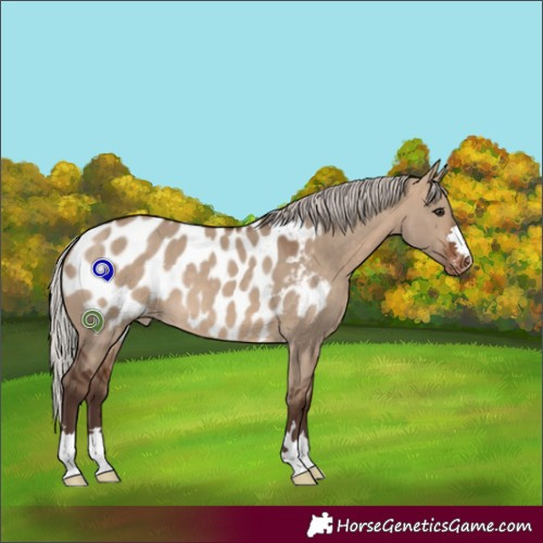 Horse Color:Silver Brown Dun Appaloosa 