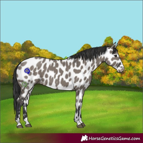 Horse Color:Grullo Appaloosa 