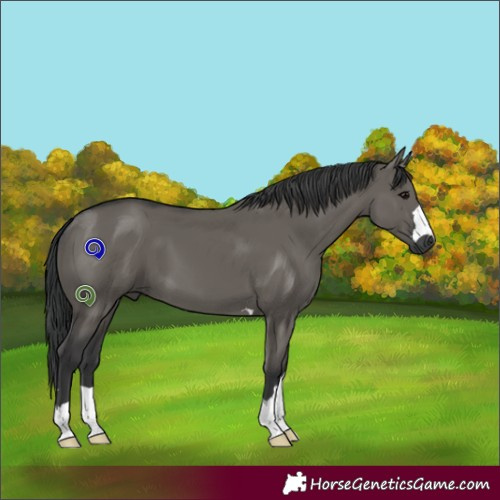 Horse Color:Grullo 
