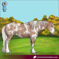 Horse Color:White Spotted Chocolate Silver Grullo Sabino 