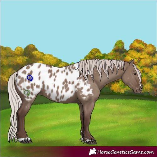 Horse Color:Silver Grullo Appaloosa 