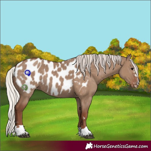 Horse Color:Silver Grullo Appaloosa