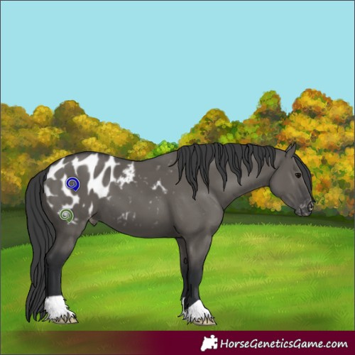 Horse Color:Grullo Appaloosa