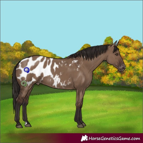 Horse Color:Liver Red Dun Appaloosa