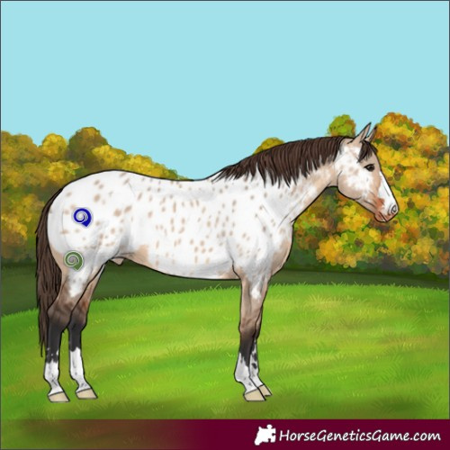 Horse Color:Bay Dun Near Leopard