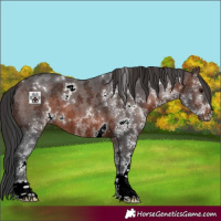 Horse Color:White Spotted Brown 
