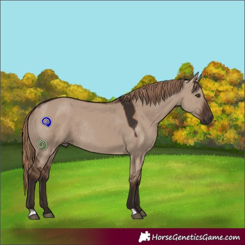 Horse Color:Liver Red Dun Rabicano