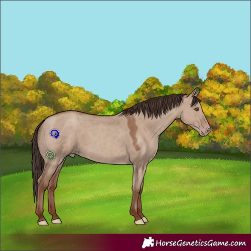 Horse Color:Classic Champagne Dun Rabicano 