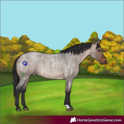 Horse Color:Brown Roan Dun Rabicano 