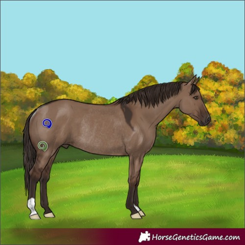 Horse Color:Liver Red Dun Rabicano