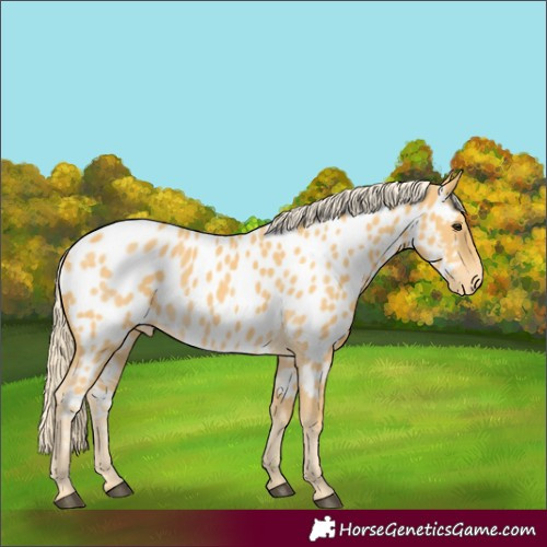 Horse Color:Palomino Appaloosa 