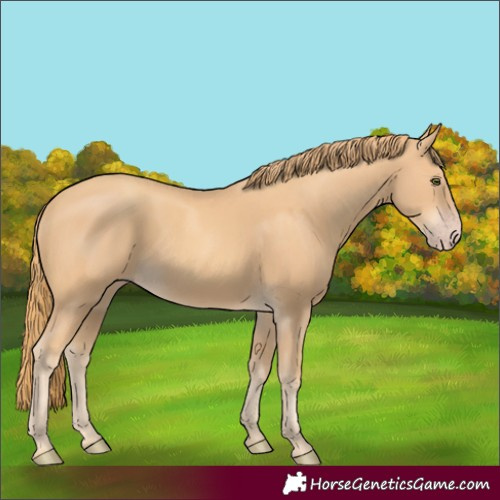 Horse Color:Gold Champagne 