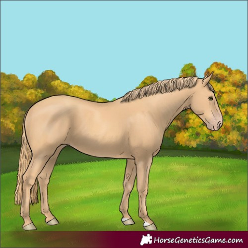 Horse Color:Gold Champagne