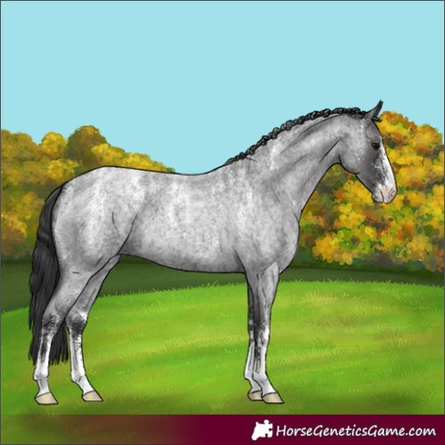 Horse Color:Powder White Blue Roan 