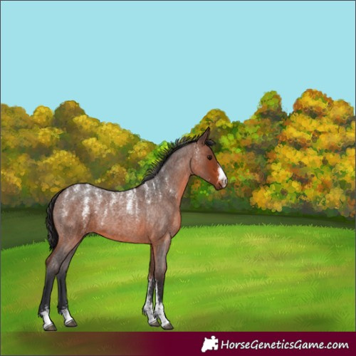 Horse Color:Powder White Brown Roan Rabicano 