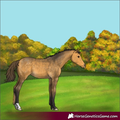 Horse Color:Buckskin 