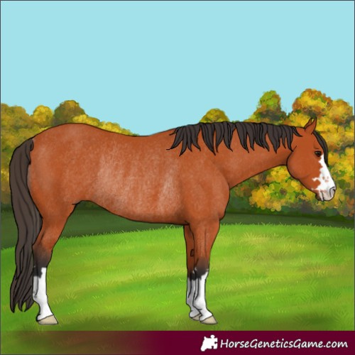 Horse Color:Bay Rabicano 