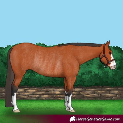 Horse Color:Bay Rabicano 