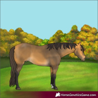 Horse Color:Buckskin 